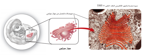 مجموعة من الأغشية التي تكون جهاز جولجي