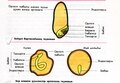 17:22, 19 апрель 2011 өлгөһө өсөн миниатюра