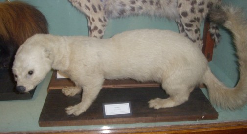 A rare white tayra at Ipswich Museum, Ipswich, Suffolk, England