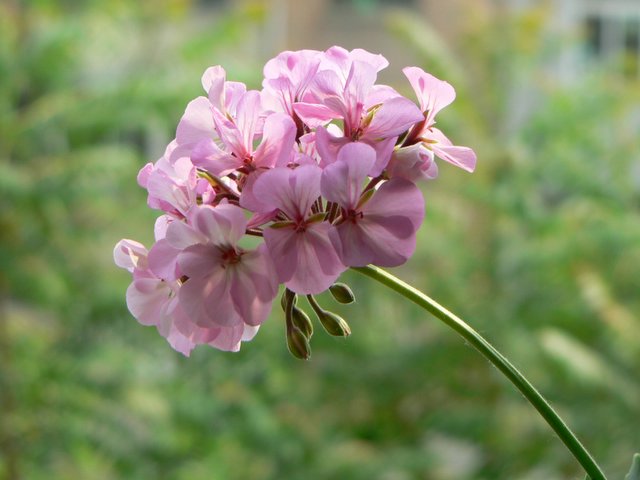 Герань душистая (Pelargonium graveolens)