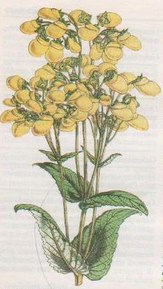 Calceolaria