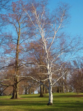 birch tree in Arnold Arboretum, Jamaica Plain, Massachusetts