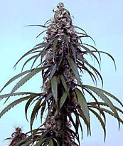 Cannabis indica