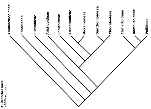 Relações filogenéticas em Poaceae segundo Angiosperm Phylogeny Group (APG) Mapeamento de Vester, (1940) e Hultén, (1961) ([8]