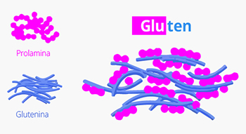 Que es el gluten y en que cereales se encuentra