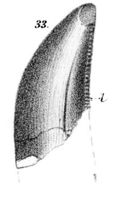 Литография ANSP 9534, лектотипа Deinodon horridus.