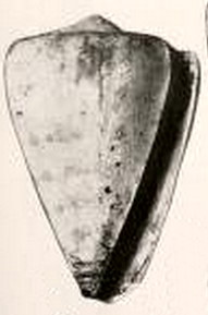 Description de l'image Conus humerosus 001.jpg.