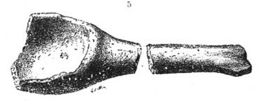 Néolithique - Cuiller