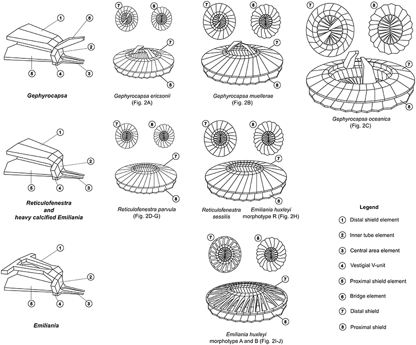 Coccolith structures of representative Noelaerhabdaceae.[36] Each morphospecies is associated with a SEM image in the next diagram