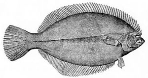 Flounder have both eyes on one side of their head