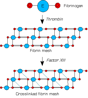 XIIIa crosslinks fibrin (simplified picture)