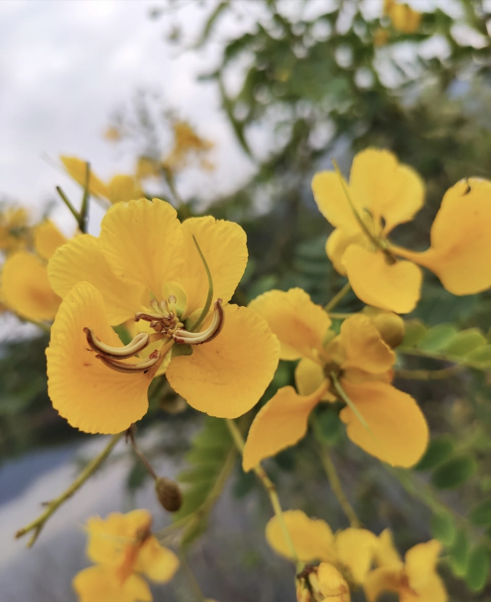 Yellow_flowers_5