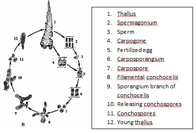 3. アマノリの生活環: 1. 配偶体 (葉状体), 2. 造精器 (精子嚢), 3. 不動精子, 4. 造果器, 5. 受精した造果器, 6. 果胞子嚢 (接合胞子嚢), 7. 果胞子 (接合胞子), 8-9. 胞子体 (糸状体), 10. 殻胞子嚢, 11. 殻胞子, 12. 配偶体の幼体.