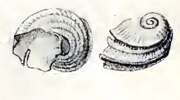 Scissurelloidea da espécie Sukashitrochus dorbignyi (família Scissurellidae).[4]