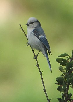 Князёк (Cyanistes cyanus)