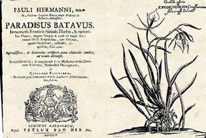 Paradisus Batavus by Paul Hermann