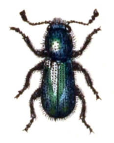 Opetiopalpus scutellaris