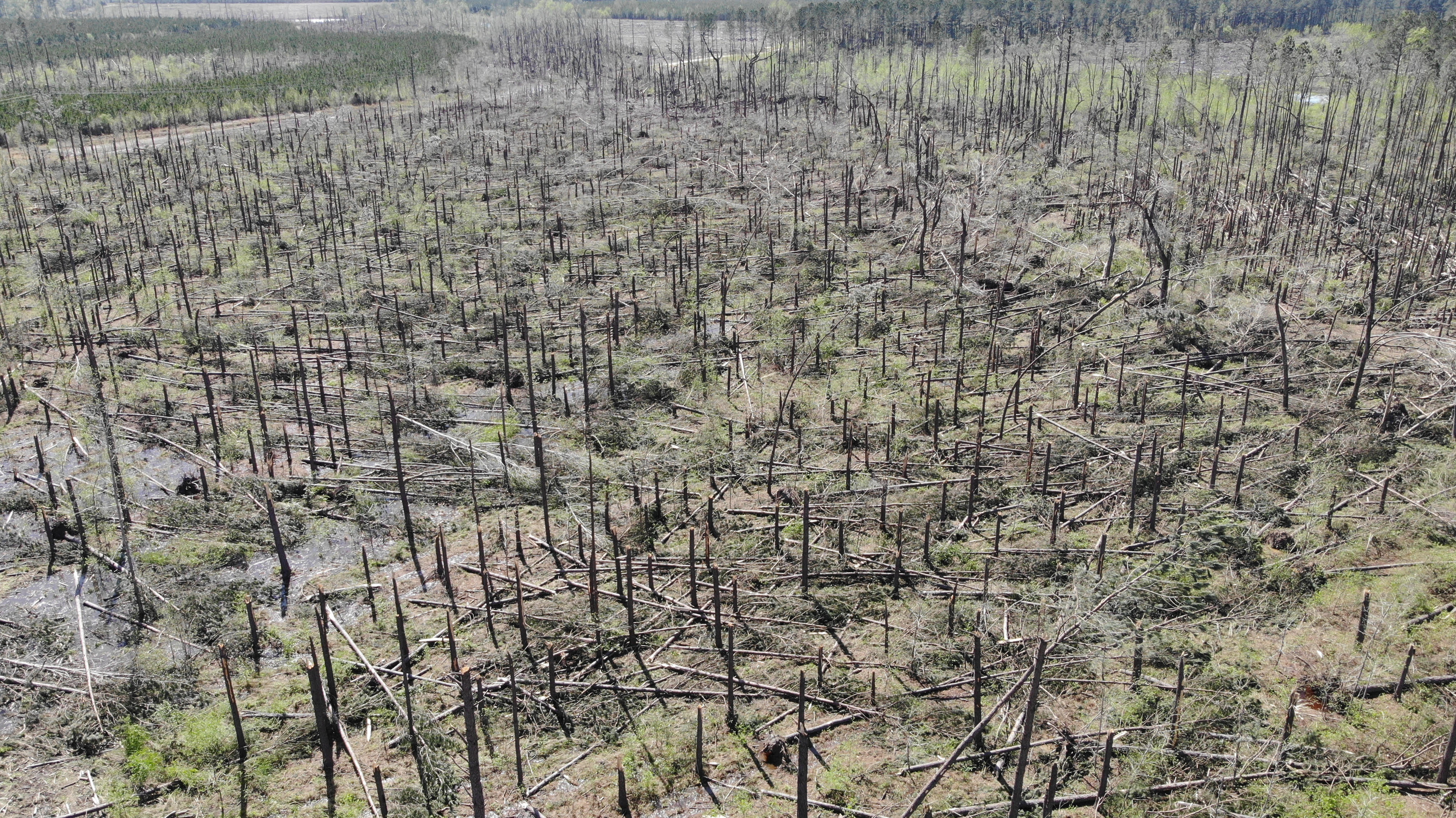 Heavy high-end EF3 damage to a swath of trees northeast of Ulmer, South Carolina.