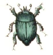 Hypocaccus metallicus