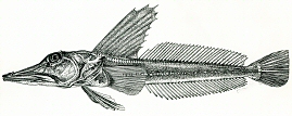 Channichthys rugosus, самец, 283 мм TL, 255 мм SL