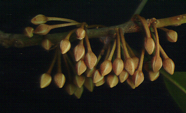 Flower buds