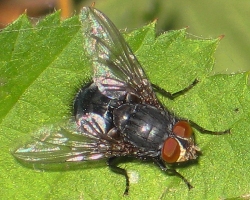 Calliphora vomitoria.