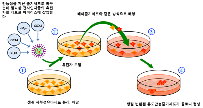 유도만능줄기세포를 만드는데 필요한 4가지 전사인자