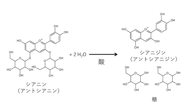 プロアントシアニジン名前の由来に関する記号１