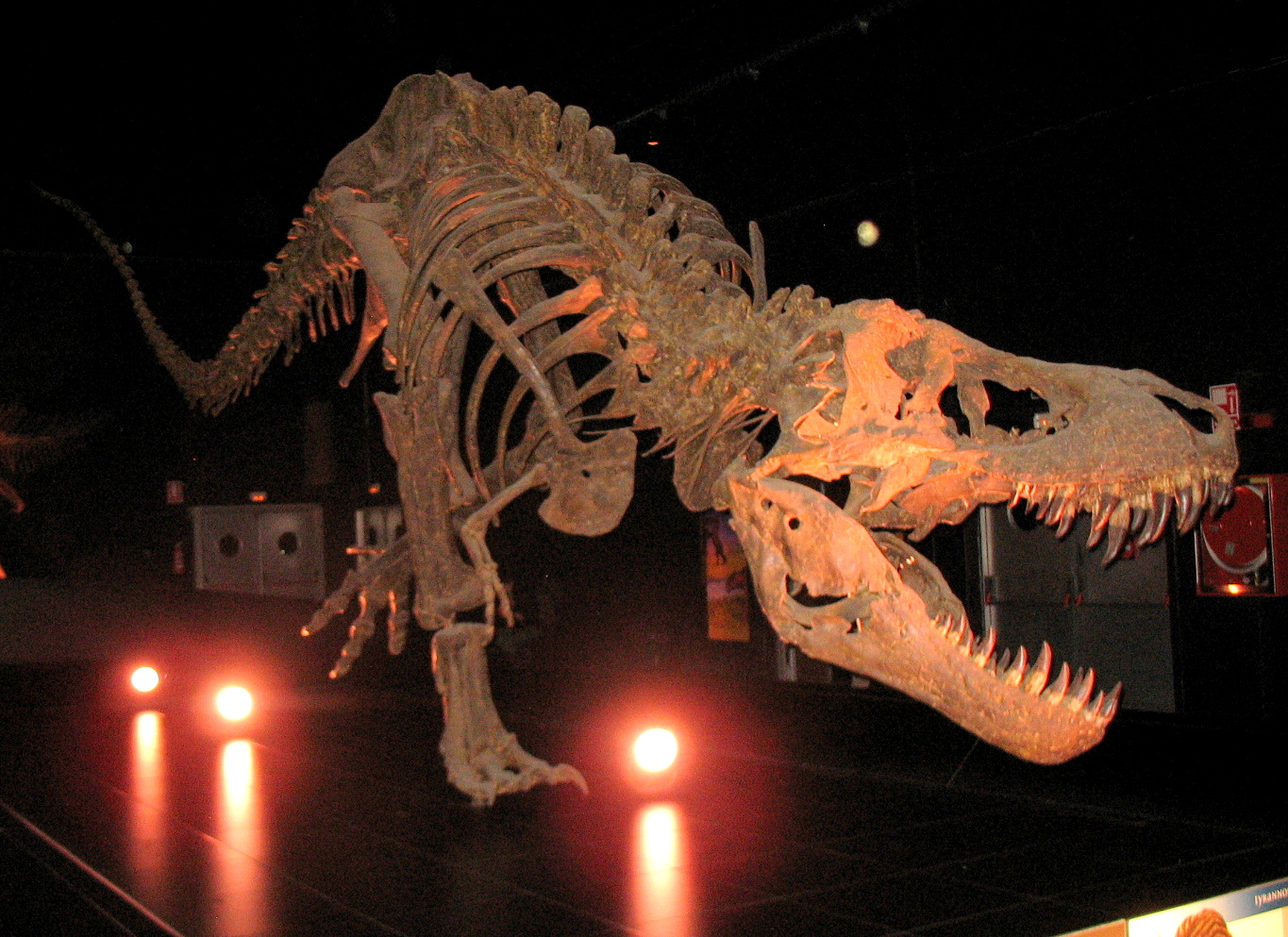 Tyrannosaurus_rex_-_Dinópolis