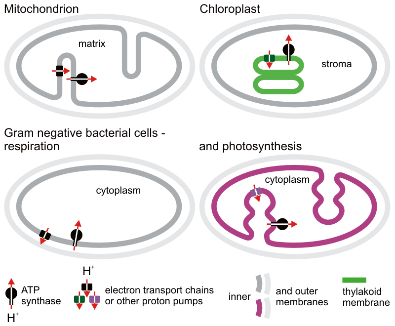 Chemiosmotic proton transfer