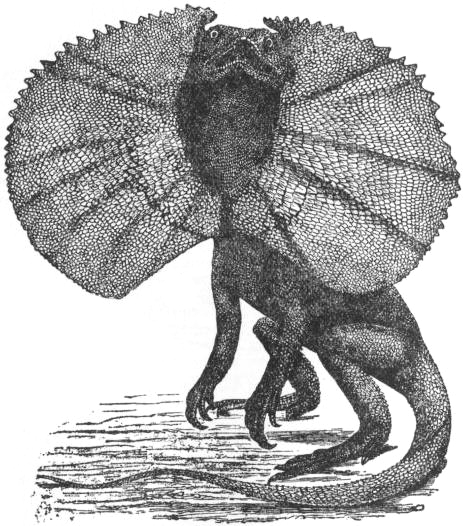 EB1911_-_Lizard_-_Fig._1.—Frilled_Lizard_(Chlamydosaurus_kingi)