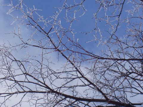 winter in New England -- ice-covered trees in Lexington, Mass.