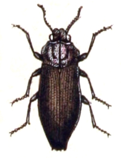 Poecilonota variolosa