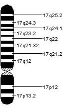 генска мапа хромозома 17
