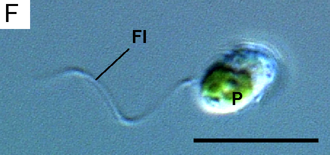 Flagellate cell of Lotharella globosa with a single flagellum (Fl) and plastid (P) Scale bar = 10 μm