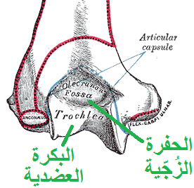 عظم العضد الأيسر. نظرة خلفية. الحفرة الزجية في منتصف الصورة إلى الأسفل.