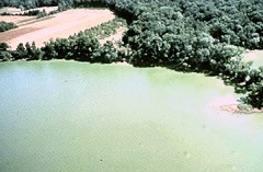 Cyanobacteria blooms can contain lethal cyanotoxins