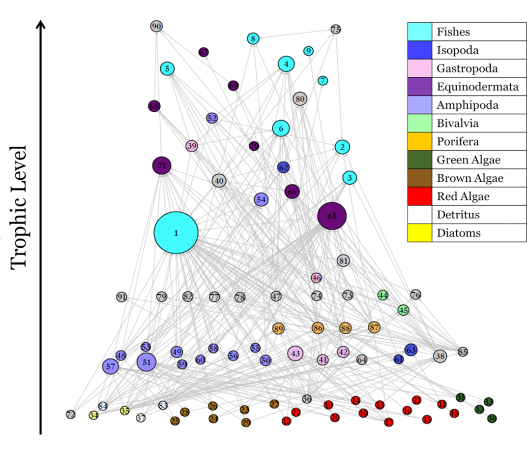 Antarctic marine food web - Potter Cove