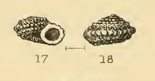 Cyclostrema micans.