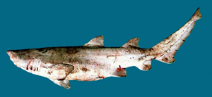 Carcharias tricuspidatus