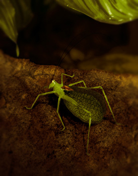 Representação artística de um Tananá em ambiente natural.