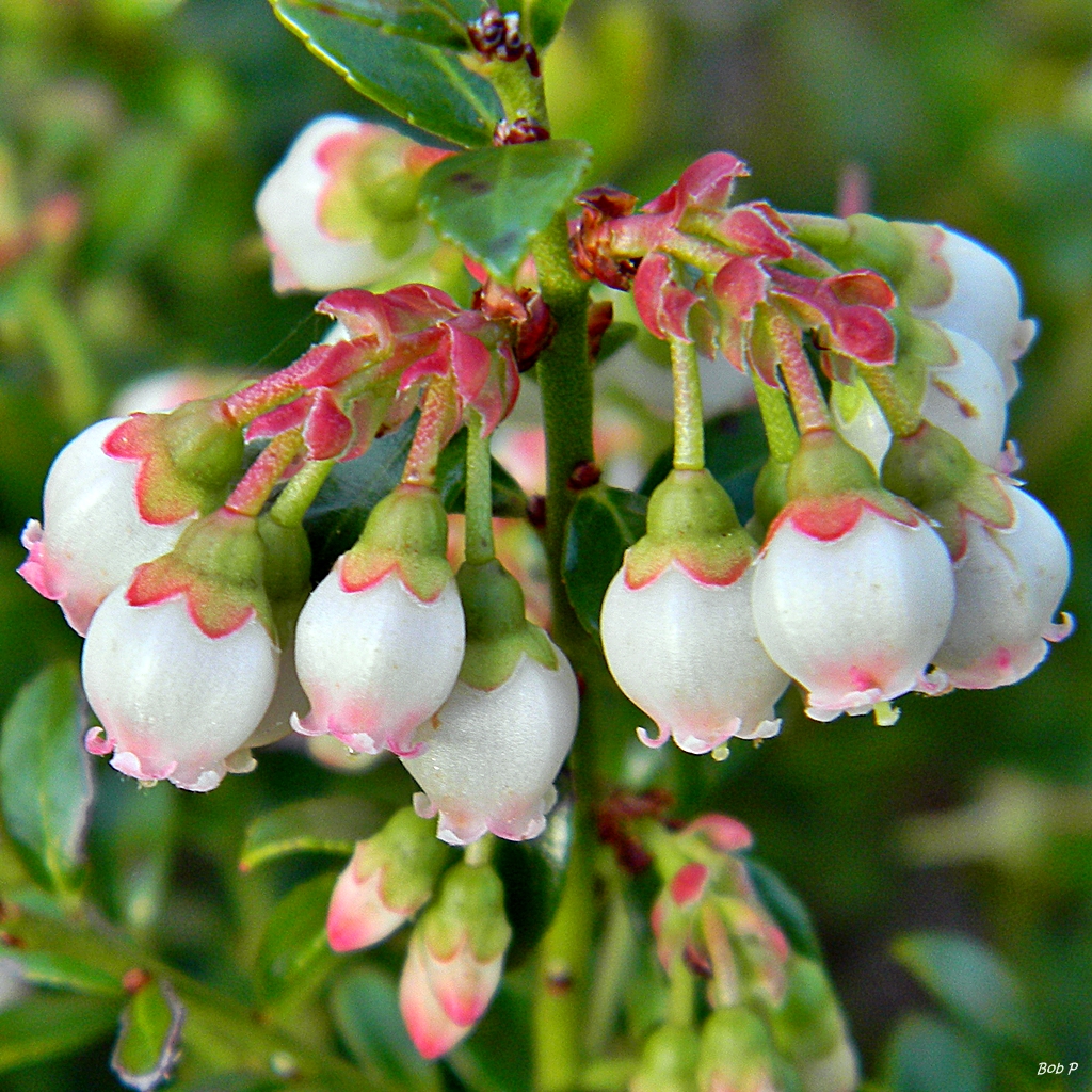 Shiny blueberry (Vaccinium myrsinites) (7154743184)