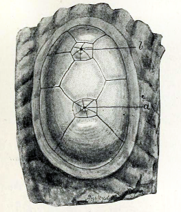 Chelyosoma macleayanum