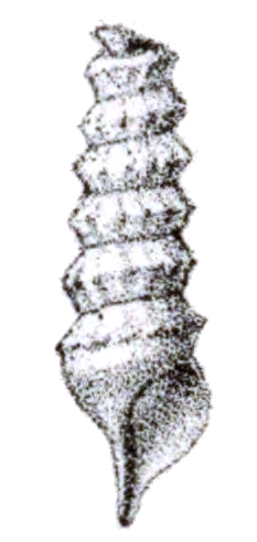 Desenho das voltas iniciais de S. aruana. Estas conchas já se desenvolvem, assim, em suas cápsulas de ovos[1] e se perdem no adulto.[2]