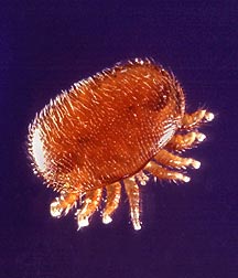 Varroa destructor