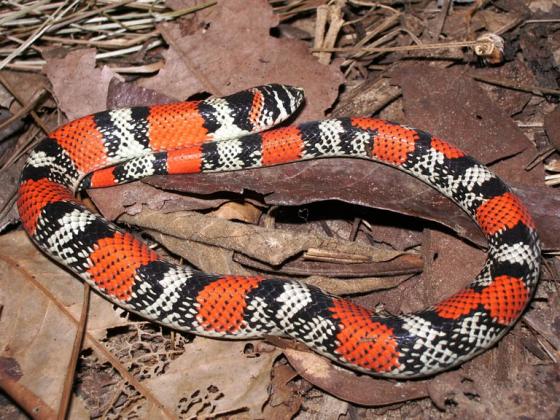 xenodon matogrossensis snake