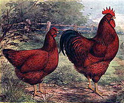 Chicken lithograph