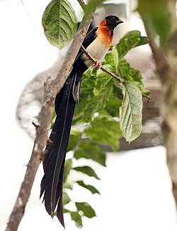 Koiraspuolinen paratiisileski.