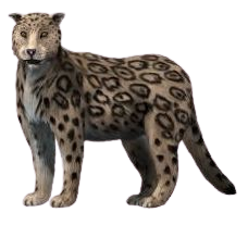 Description de l'image Panthera_blytheae_NT.png.