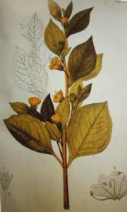 Dibujo de Willkomm de Atropa baetica Willk. (Ill. Fl. Hispan. 2: lám. CLXX, 1892